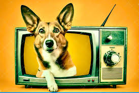 ANIMAL TV